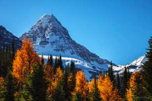 Mt. Assiniboine and Larch trees-0995